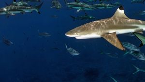 Sharks of Lost Island's poster