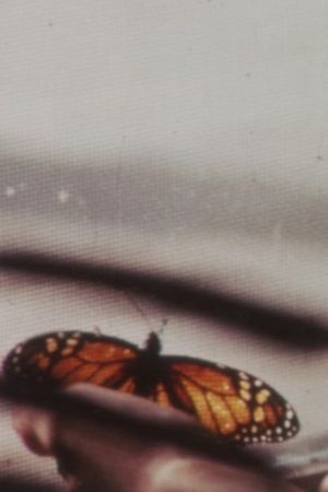 The Butterfly's poster