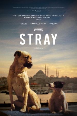 Stray's poster