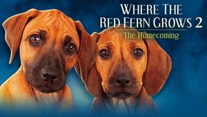 Where The Red Fern Grows Part 2's poster