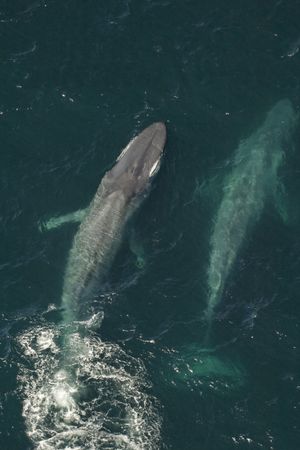 Kingdom of the Blue Whale's poster