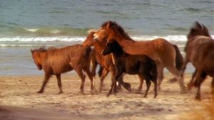Touching Wild Horses's poster