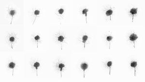 Dandelion's poster