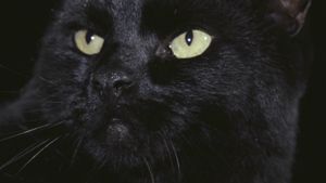 The Black Cat's poster
