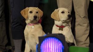Marley & Me: The Puppy Years's poster