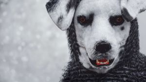 Good Boy's poster