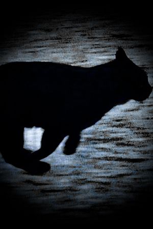 A Black Cat Escapes's poster
