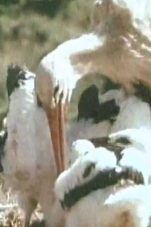 The White Storks's poster