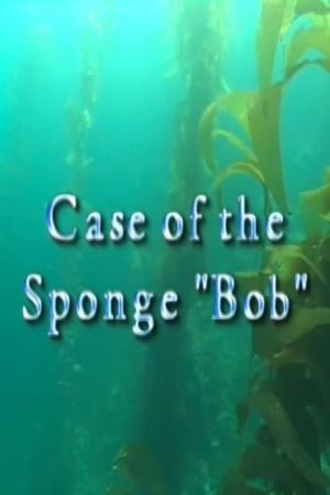Case of the Sponge "Bob"'s poster