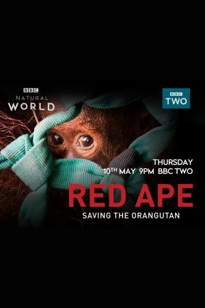 Red Ape: Saving the Orangutan's poster