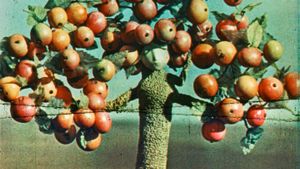 Apple Tree's poster