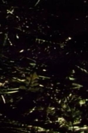 Short Films 1975: #9 (Forest Love Scene)'s poster
