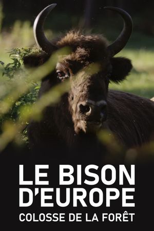 Le Bison d'Europe, colosse de la forêt's poster