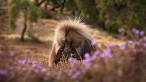 Baboon King's poster