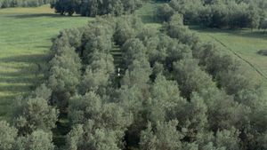 Through the Olive Trees's poster