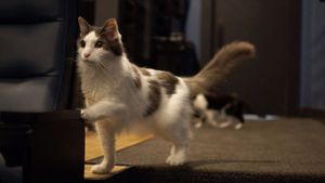 Quarantine Cat Film Fest's poster