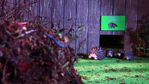 The Littlest Hoglet - Director's Cut's poster