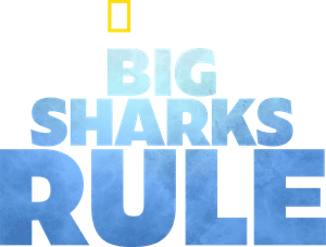Big Sharks Rule's poster