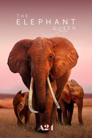 The Elephant Queen's poster