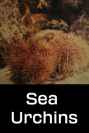 Sea Urchins's poster