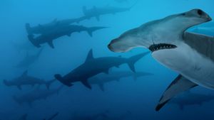 Most Wanted Sharks's poster
