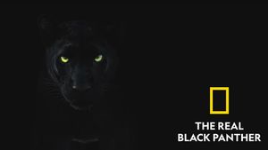 The Real Black Panther's poster