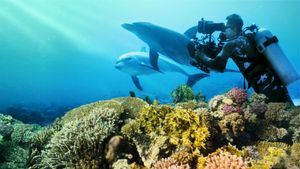 Diving with Dolphins's poster