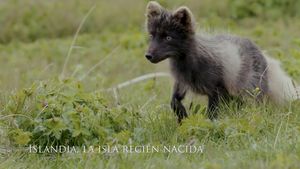 Iceland, the newborn island's poster