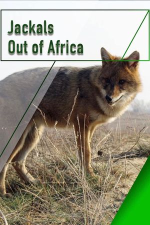 Jackals - Out of Africa's poster
