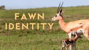 Fawn Identity's poster