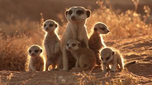 The Meerkats's poster