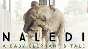 Naledi: A Baby Elephant's Tale's poster