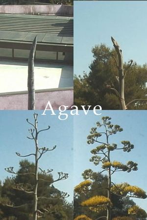 Agave's poster