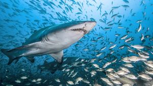 Dans Le Sillage Des Requins - La Vie Secrète's poster