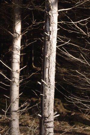 Recreational Forest's poster