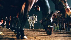 Racing Stripes's poster