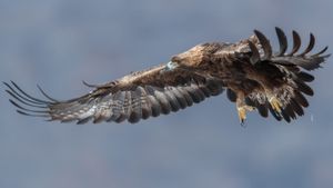 Steinadler - König der Berge's poster