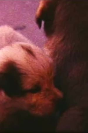 Pup Birth's poster