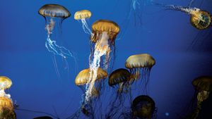 The Living Sea's poster