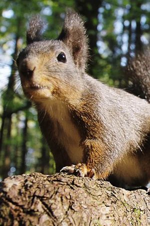 Going Nuts: Tales from the Squirrel World's poster