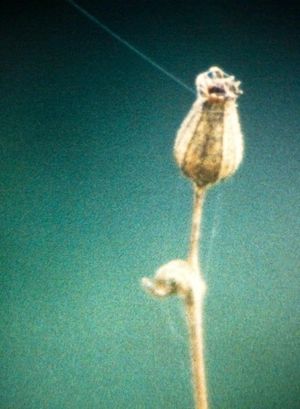 Villatalla's poster image