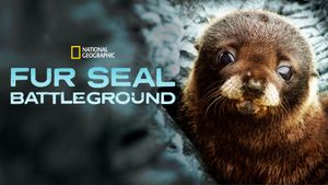 Fur Seals's poster