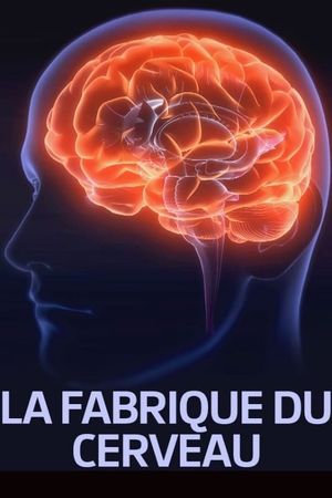 La fabrique du cerveau's poster