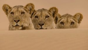 Vanishing Kings II - Desert Lion Legacy's poster