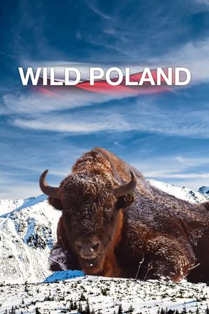 Wild Poland's poster