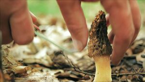 Now, Forager's poster
