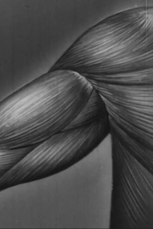Human skeleton, muscles, movement and posture - Part II's poster