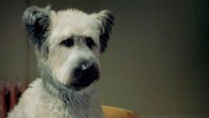 The Karate Dog's poster
