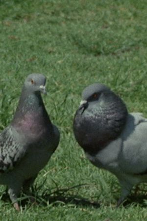 Pigeons in the Square's poster