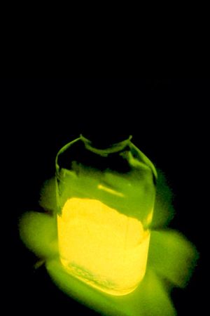 Re-Animator's poster